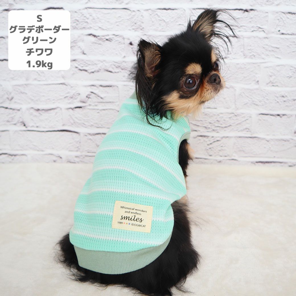 チワワ1.9kg(首19/胴29.5/丈21.5cm)のウメちゃんはグラデボーダーグリーンのSを着用