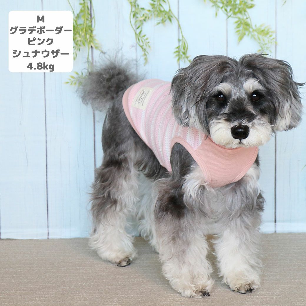 ミニチュアシュナウザー4.8kg(首22/胴39/丈29cm)のあろあちゃんはグラデボーダーピンクのMを着用