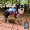 チワワ1.8kg(首19.5/胴27.5/丈22cm)のざらめちゃんはピンク×グリーンのXSを着用