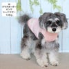 ミニチュアシュナウザー4.8kg(首22/胴39/丈29cm)のあろあちゃんはグラデボーダーピンクのMを着用