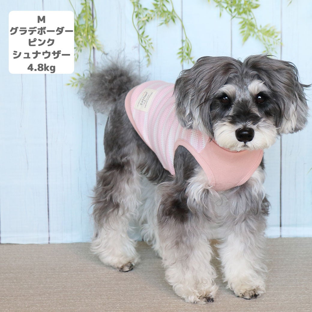 ミニチュアシュナウザー4.8kg(首22/胴39/丈29cm)のあろあちゃんはグラデボーダーピンクのMを着用