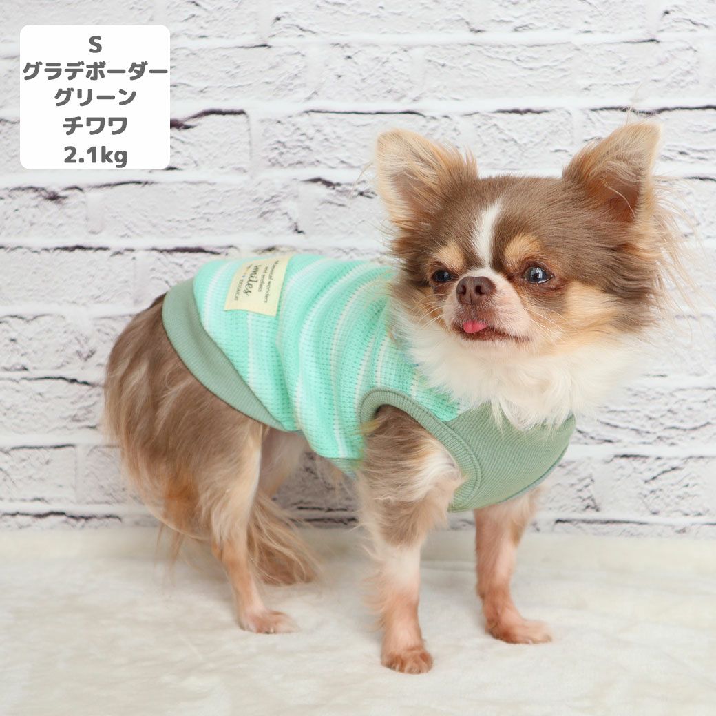 チワワ2.1kg(首19.5/胴30.5/丈22cm)の玉青ちゃんはグラデボーダーグリーンのSを着用