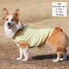 コーギー10.6kg(首36/胴51/丈37cm)のラテちゃんはグラデボーダーイエローのXXLを着用