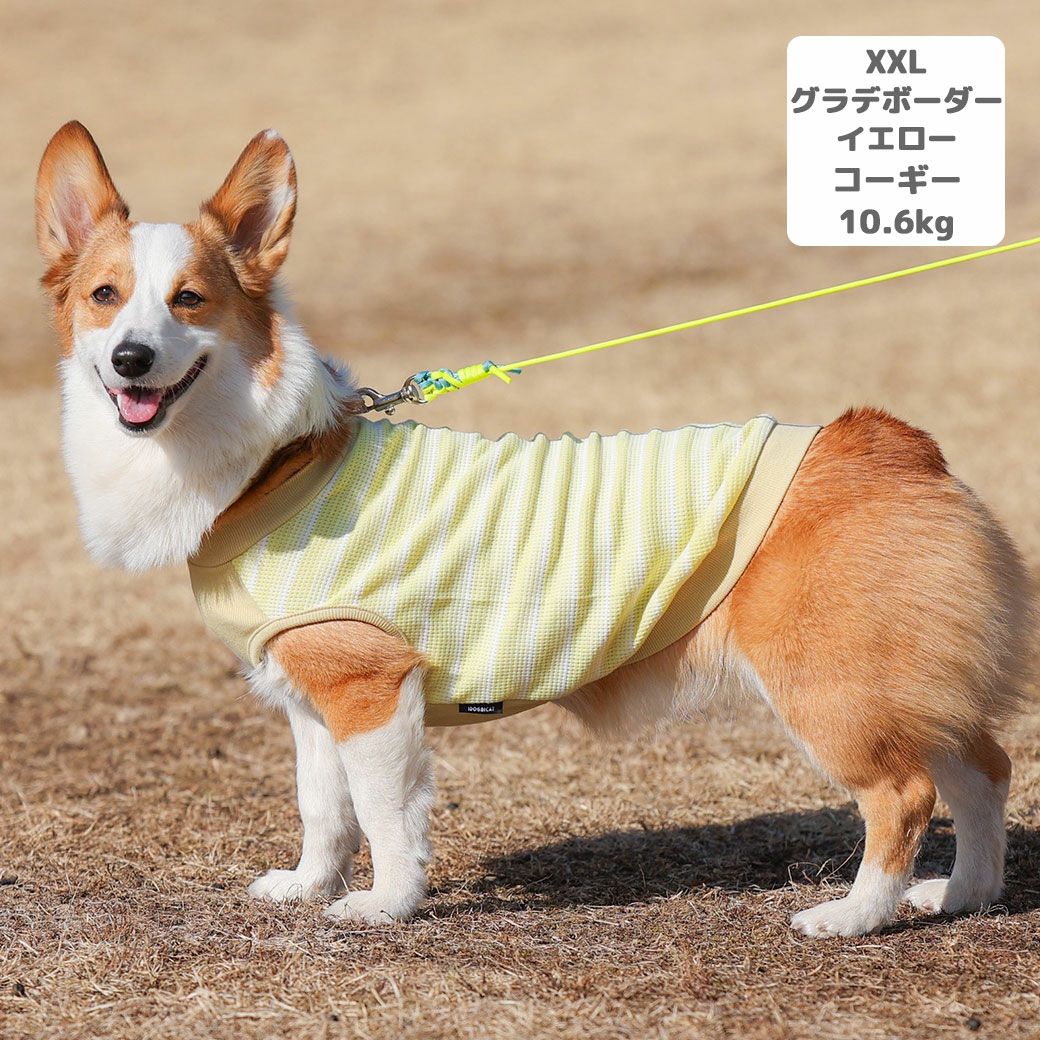 コーギー10.6kg(首36/胴51/丈37cm)のラテちゃんはグラデボーダーイエローのXXLを着用