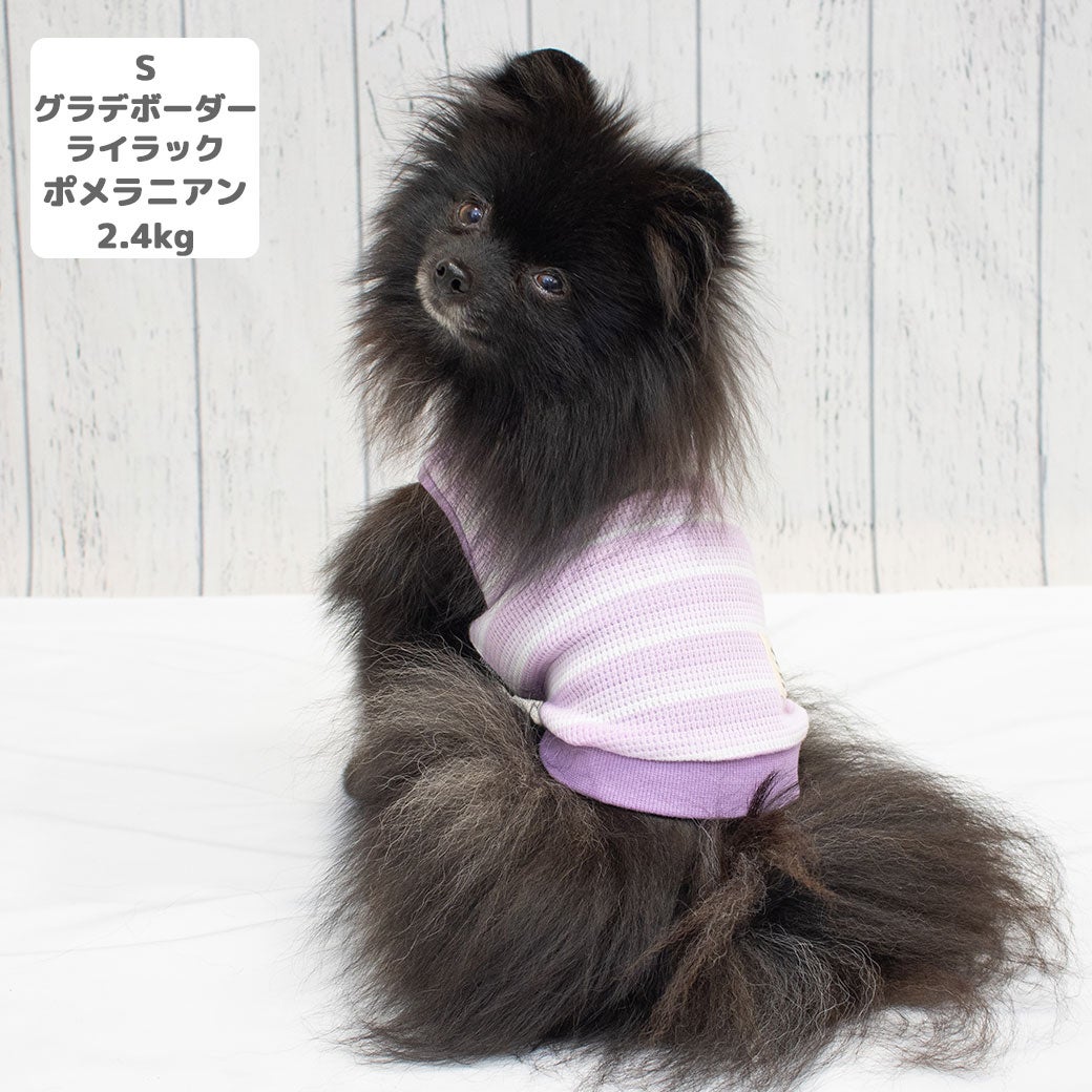 ポメラニアン2.4kg(首19/胴30/丈26cm)のはちみつちゃんはグラデボーダーライラックのSを着用