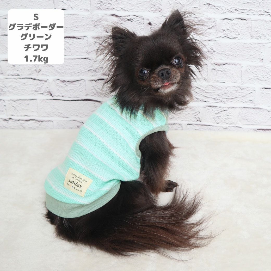 チワワ1.7kg(首19/胴28.5/丈21cm)の小桃ちゃんはグラデボーダーグリーンのSを着用