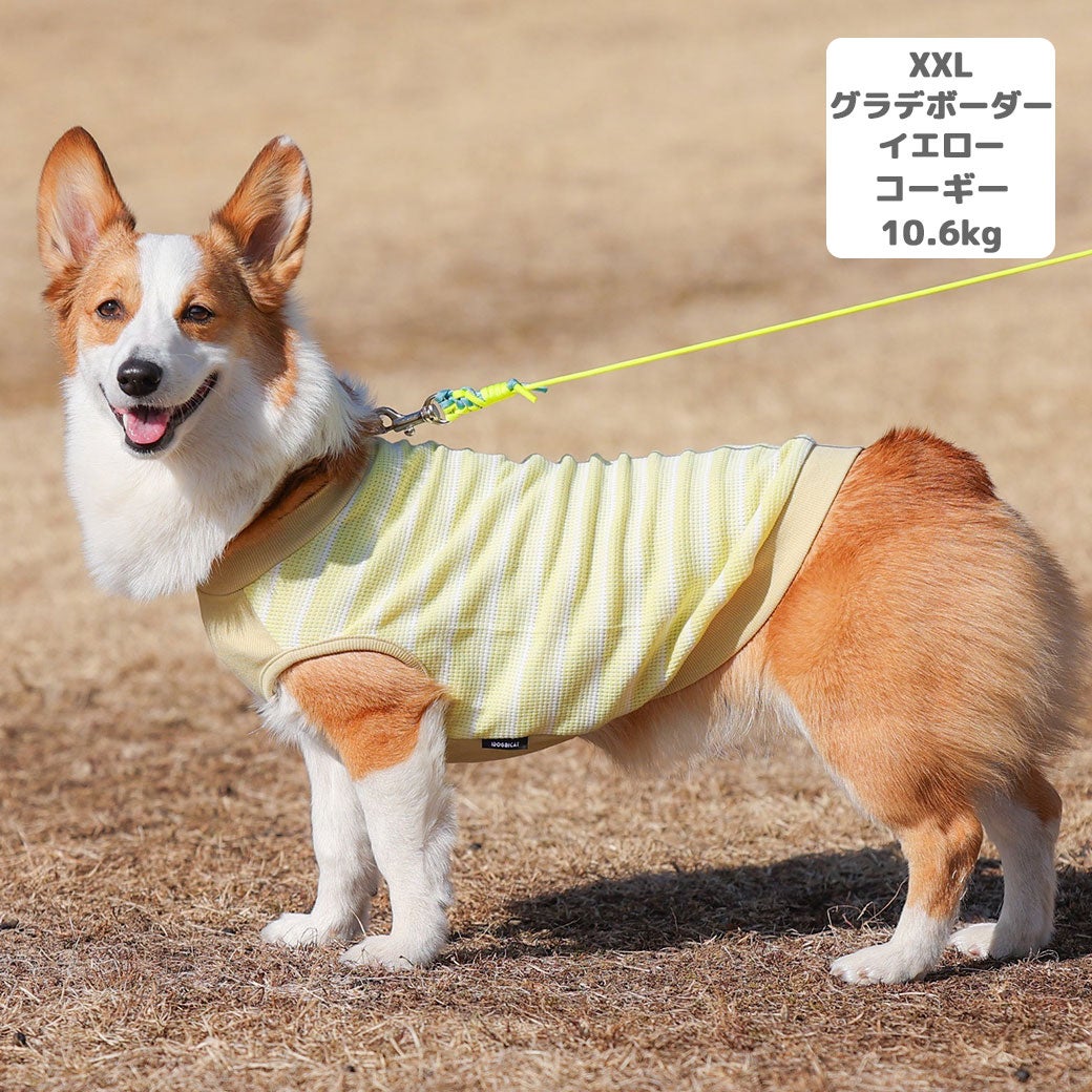 コーギー10.6kg(首36/胴51/丈37cm)のラテちゃんはグラデボーダーイエローのXXLを着用
