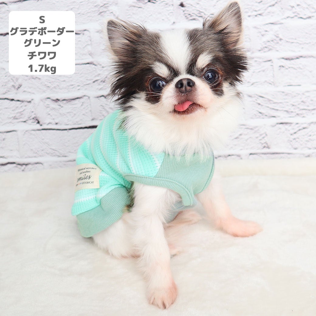 チワワ1.7kg(首18/胴27.5/丈18cm)の小真知ちゃんはグラデボーダーグリーンのSを着用