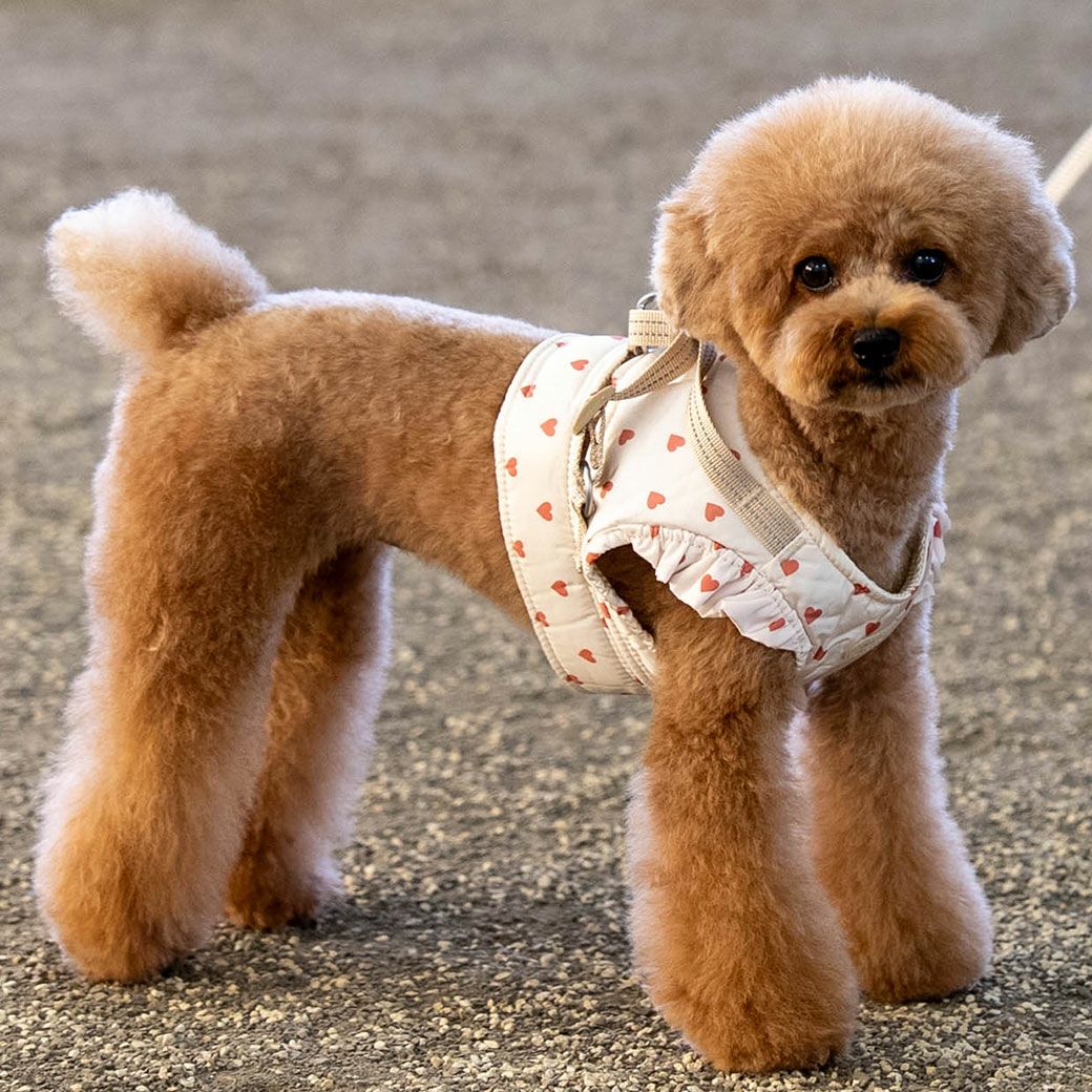 iDog fleur HugHold犬用コンフォートハーネス リード付き 撥水 防汚