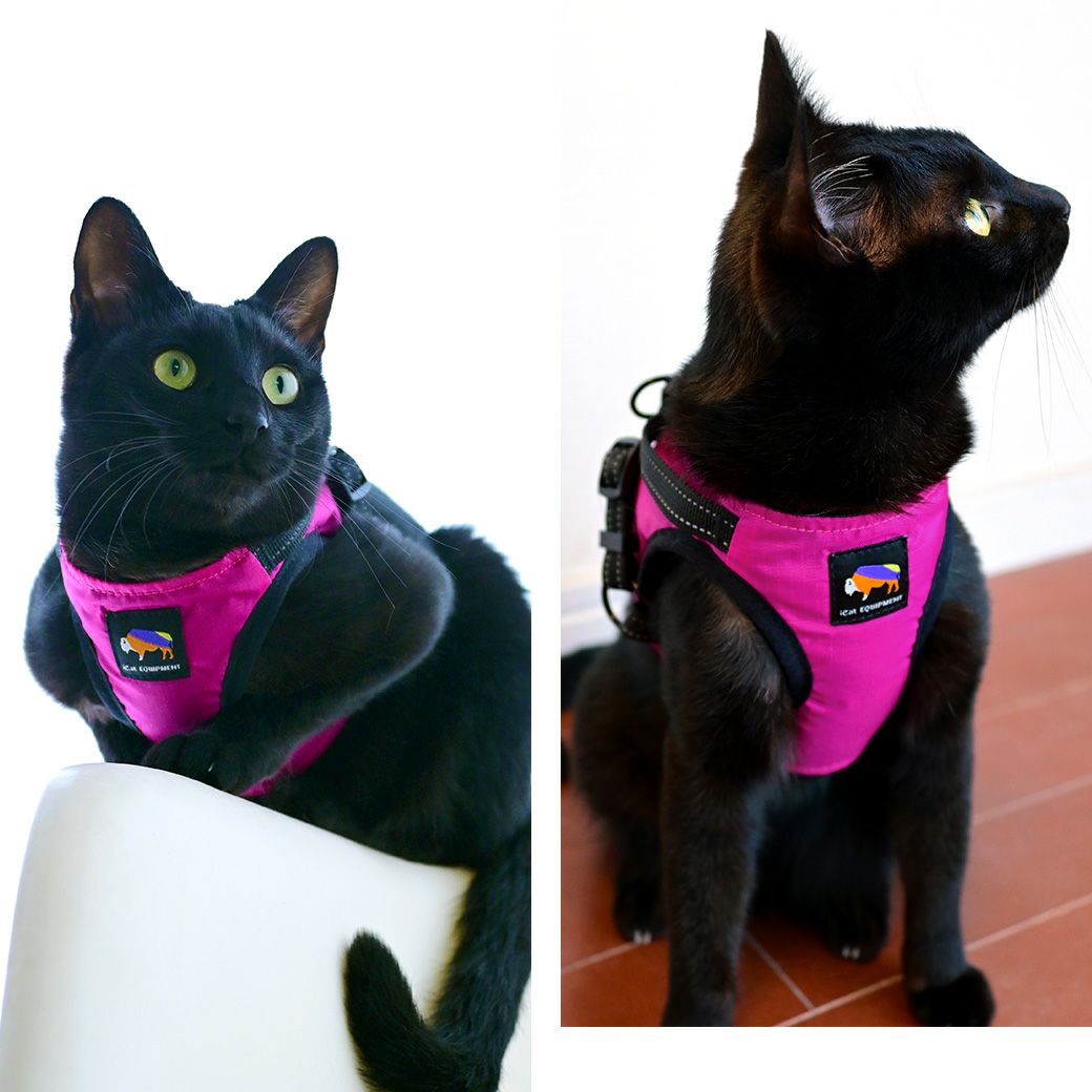 iCat SHIELD COAT 猫用コンフォートハーネス リード付き ICAT