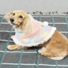 ミニチュアダックス3.9kg(首25/胴37/丈31cm)のクムちゃんはAピンクセットのDSを着用