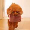 【 犬 おもちゃ 】IDOG&ICAT 知育おもちゃ 骨付き肉 アイドッグ