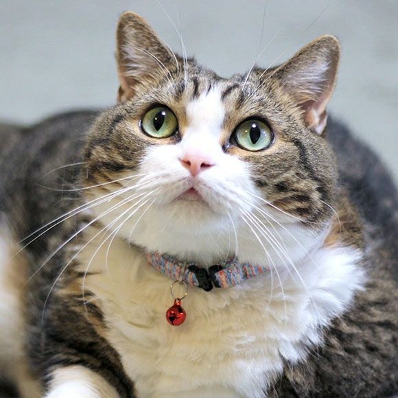 【 猫 首輪 安全 】iCat カジュアルカラー カラフルストライプ織紐 アイキャット メール便OK