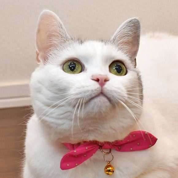 iDog＆iCat本店】iCat moscape ラブリーカラー 結びリボン 防虫