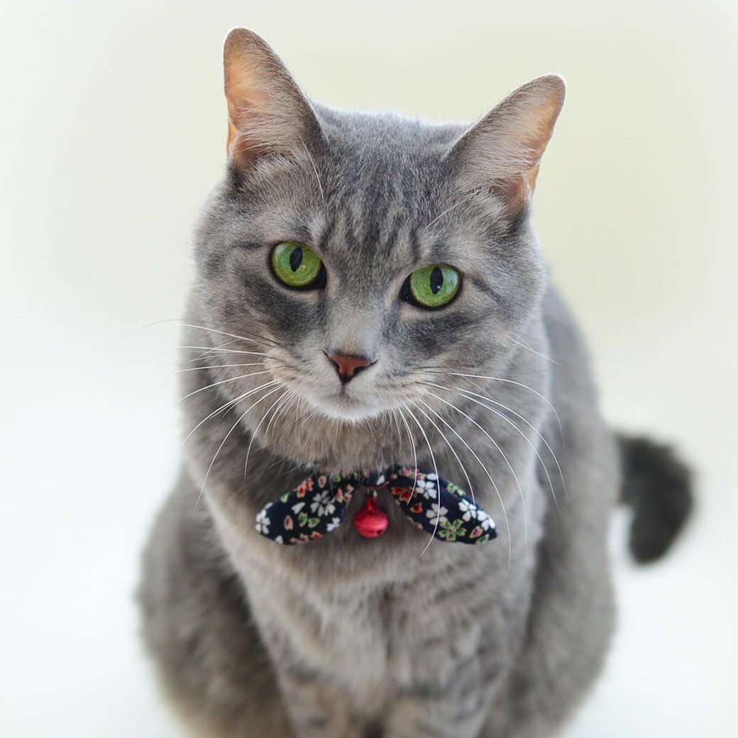 iDog&iCat本店】iCat moscape ラブリーカラー ちりめん×結びリボン iDog&iCat本店】iCat moscape ラブリーカラー ちりめん×結びリボン
