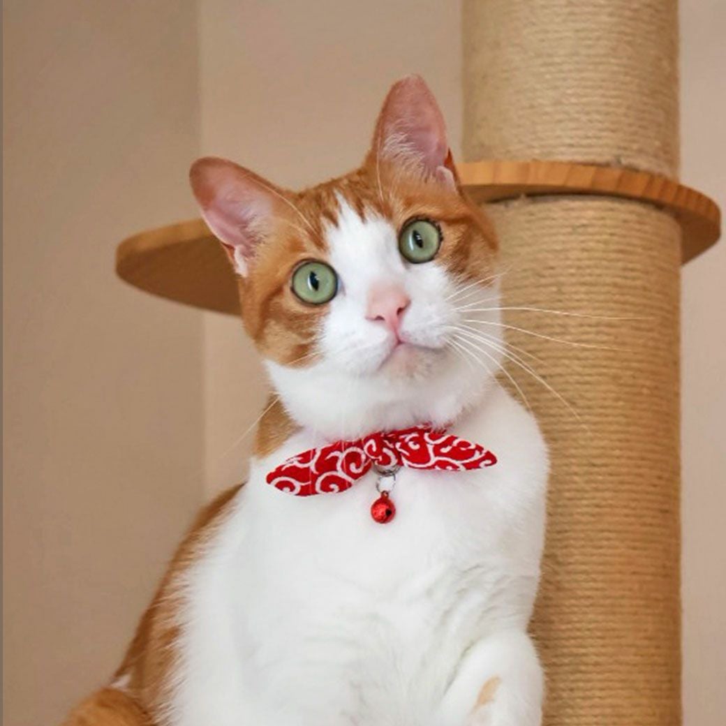 MIX5.8kgの樂くんは唐草あかを着用