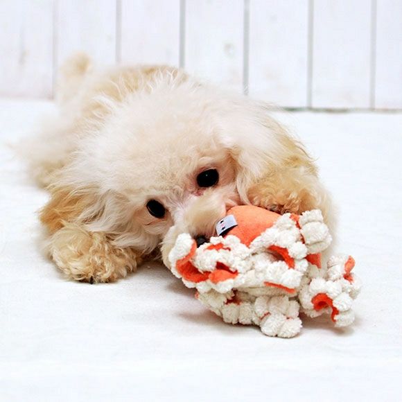 【 犬 おもちゃ 】IDOG&ICAT にょろにょろタコさん 鳴き笛入り  アイドッグ