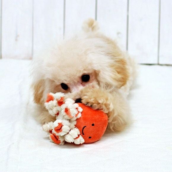 【 犬 おもちゃ 】IDOG&ICAT にょろにょろタコさん 鳴き笛入り  アイドッグ