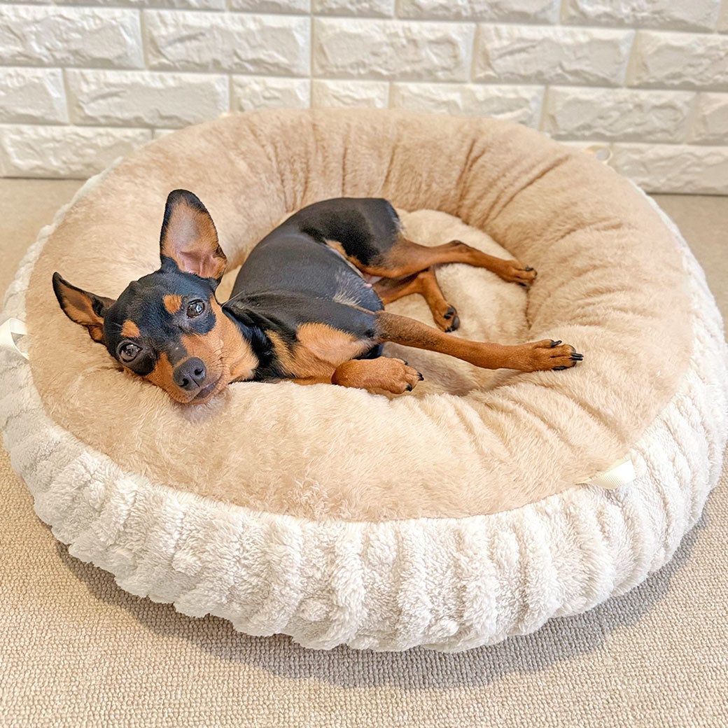 ミニピン2.56kg(首21/胴35/丈22cm)のルナちゃんはエクリュを使用