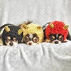 節分におすすめです