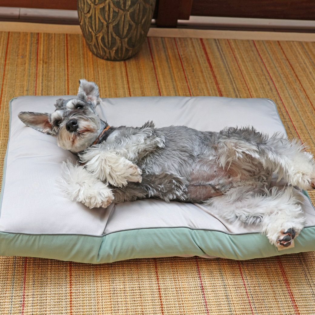 ミニチュアシュナウザー8.0kg(首30/胴48/丈37cm)のマハロくんはアンティークグリーンを使用