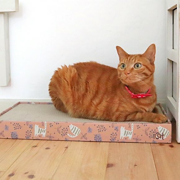 【 猫 爪とぎ 】iCat スクエアつめとぎ のはらとネコ