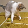 【 猫 おもちゃ 】iCat もこもこモール玉 カラカラ鈴入り アイキャット