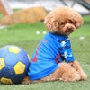 【 犬 服 春夏 】iDog カスタムプリント サッカーユニフォーム2020 メール便OK