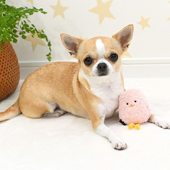 iDog＆iCat本店】iDog iToy ひよこ 鳴き笛入り アイドッグ-犬猫ペット