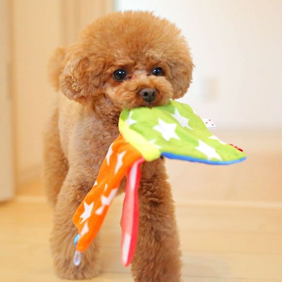 iDog＆iCat本店】iDog ワンコのえほん カシャカシャ入り アイドッグ-犬