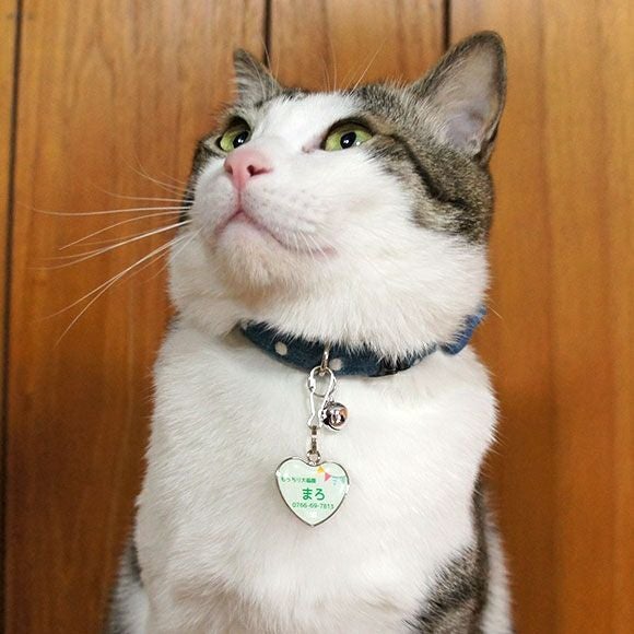 【 迷子札 犬 猫 】IDOG&ICAT ネームタグ 迷子札ハート型 ガーランド メール便OK