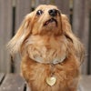 【 迷子札 犬 猫 】IDOG&ICAT ネームタグ 迷子札ハート型 クッキー メール便OK