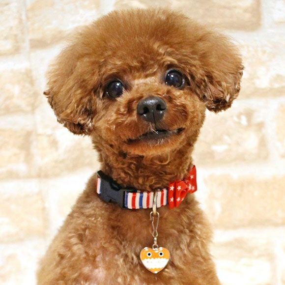 iDog＆iCat本店】iDog&iCat ネームタグ【迷子札ハート型】がおー-犬猫