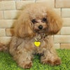 【 迷子札 犬 猫 】IDOG&ICAT ネームタグ 迷子札ハート型 スマイル メール便OK