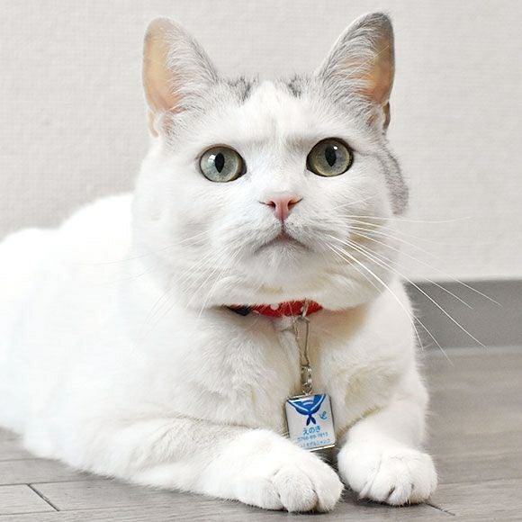 【 迷子札 犬 猫 】IDOG&ICAT ネームタグ 迷子札角丸 洋服 メール便OK