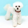 【 迷子札 犬 猫 】IDOG&ICAT ネームタグ 迷子札 花結び メール便OK
