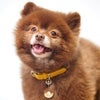 【 迷子札 犬 猫 】IDOG&ICAT ネームタグ 迷子札 ドーナッツ メール便OK