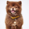 【 迷子札 犬 猫 】IDOG&ICAT ネームタグ 迷子札 ドーナッツ メール便OK