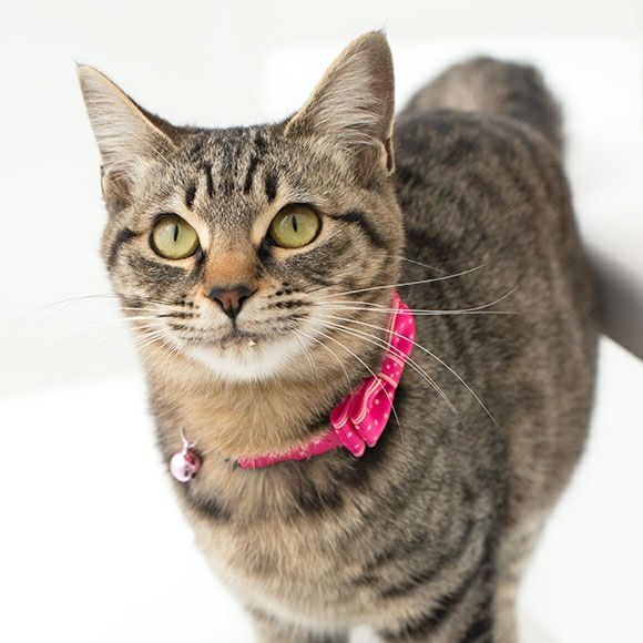 iDog＆iCat本店】iCat キティカラー ランダムスター×スターリボン-犬猫