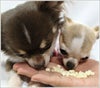 【 犬 おやつ 国産 】モフモフデリ mof mof Deli フリーズドライと~ふ