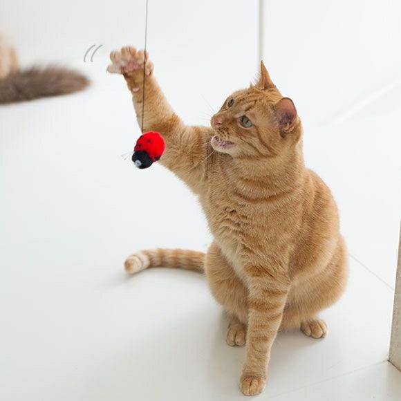 iDog＆iCat本店】iCat FLYING CAT 釣りざお猫じゃらし てんとう虫