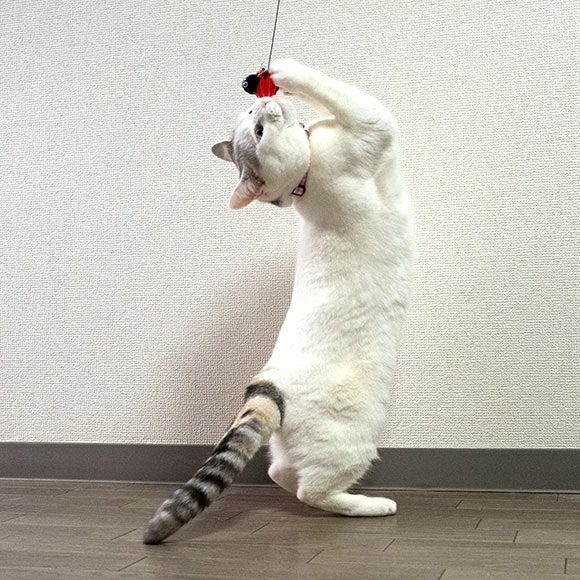 iDog＆iCat本店】iCat FLYING CAT 釣りざお猫じゃらし てんとう虫