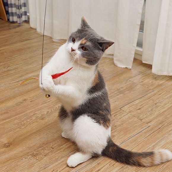 iDog＆iCat本店】iCat FLYING CAT 釣りざお猫じゃらし カラフル
