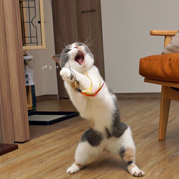 iDog＆iCat本店】iCat FLYING CAT 釣りざお猫じゃらし カラフル