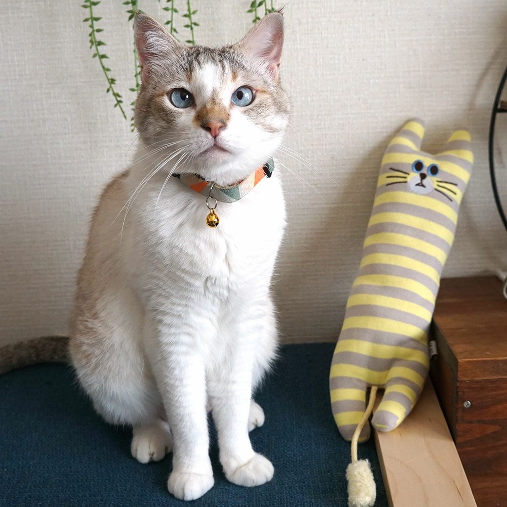 4.0kgセツちゃんは一緒に記念撮影