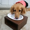 【 犬 フードボウル 】iDog Living Keat キートスクエア1 Sサイズ フードボウル別売