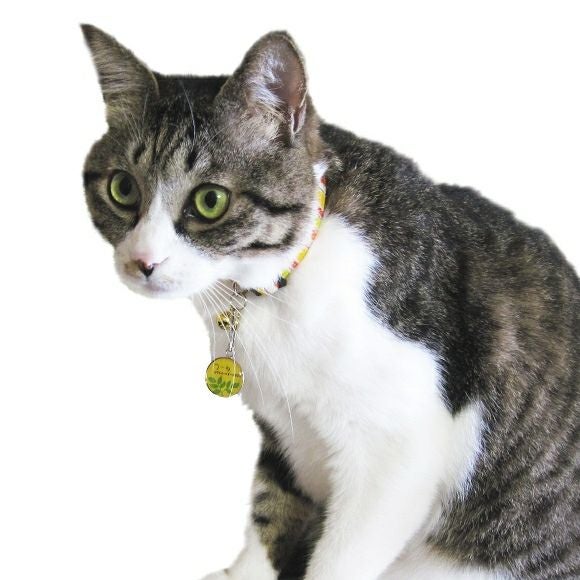 【 迷子札 犬 猫 】IDOG&ICAT オリジナルネームタグ 迷子札 NATURAL メール便OK