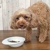 【 犬 ドッグフード 】ナチュラルハーベスト Natural Harvest マイリトルダーリン 1.1kg×6袋 まとめ買いセット