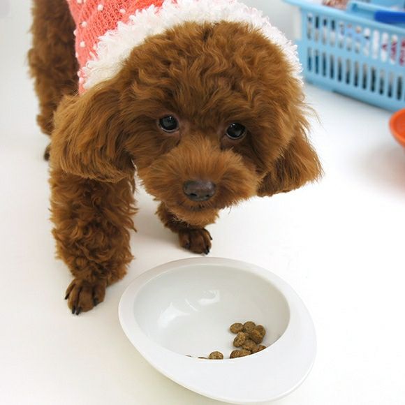 iDog＆iCat本店】SELECT BALANCE セレクトバランス エイジングケア