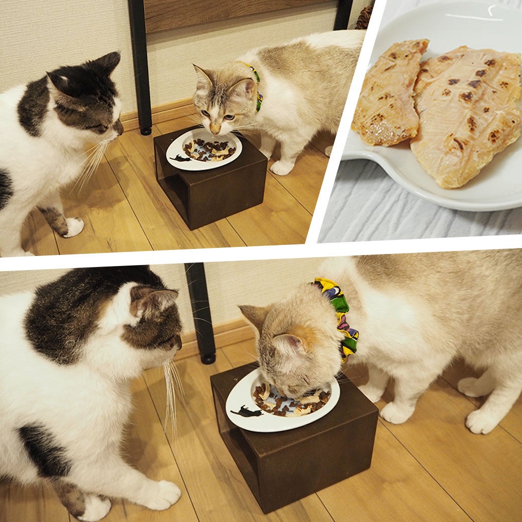 ねこが美味しそうに食べている